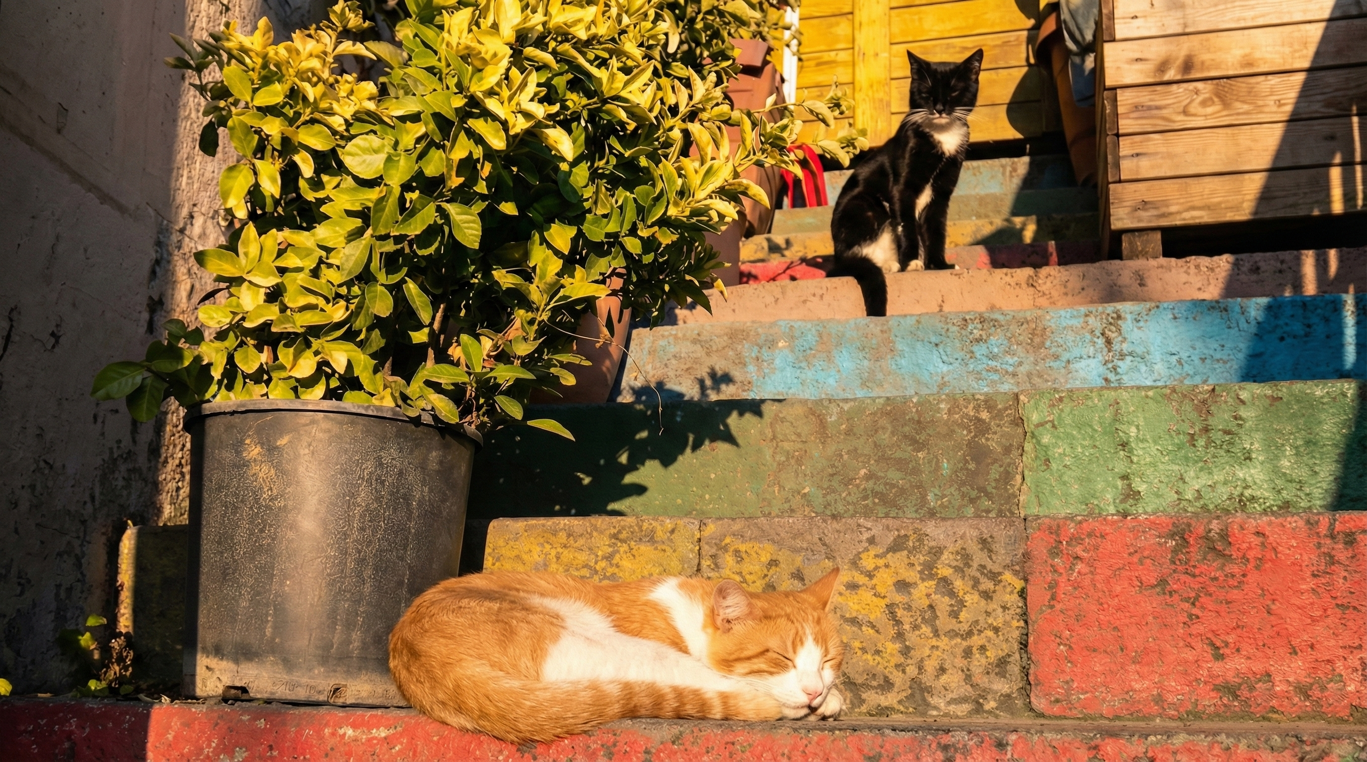 Nöbet ve Uyku 🐈☀️