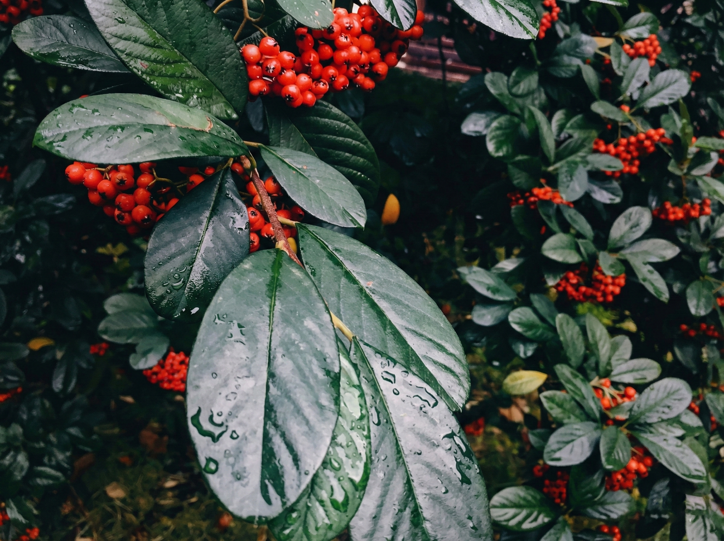 Yağmurun Bereketi, Doğanın Süsü